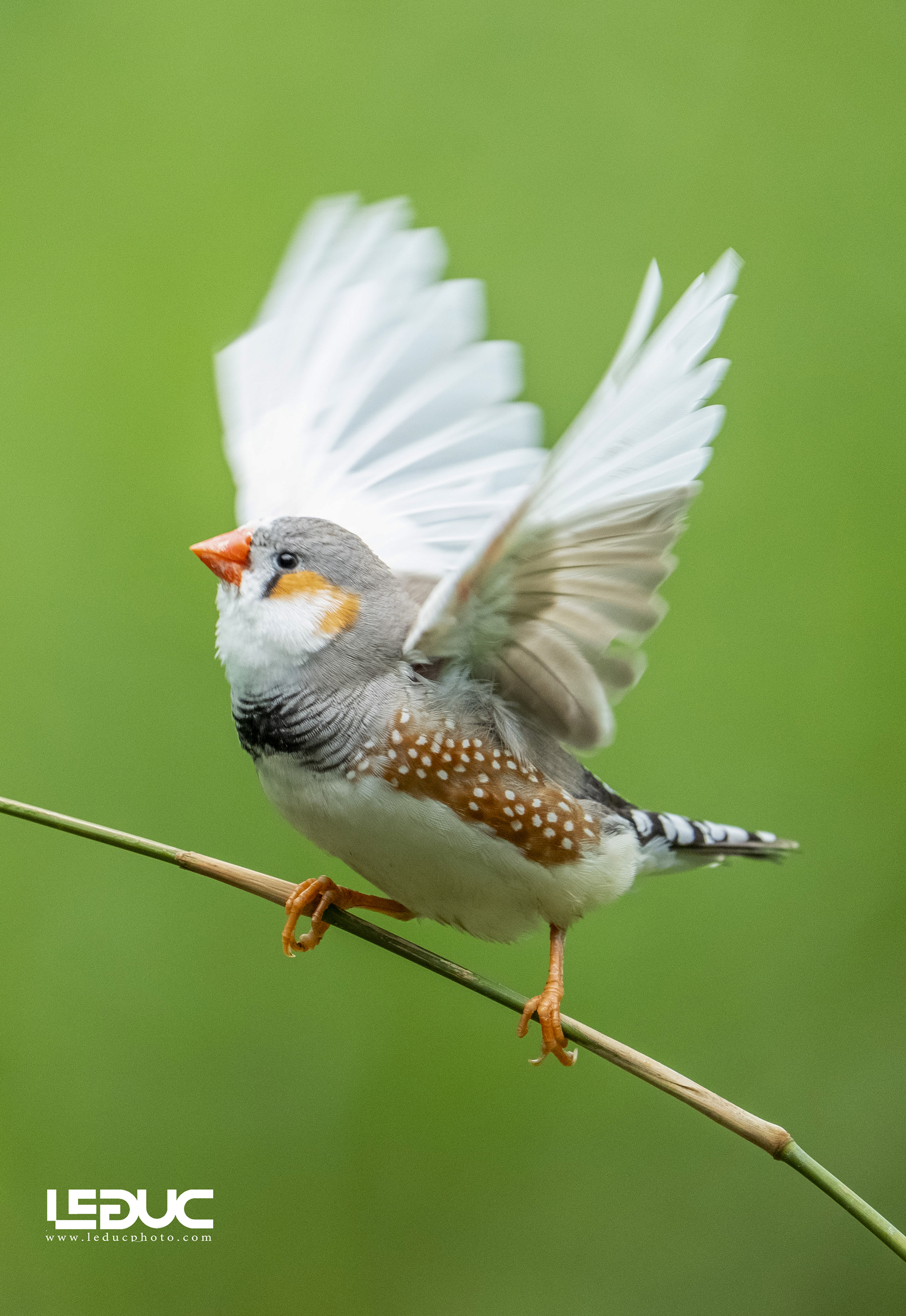 CHIM MANH MANH NHẬT BẢN